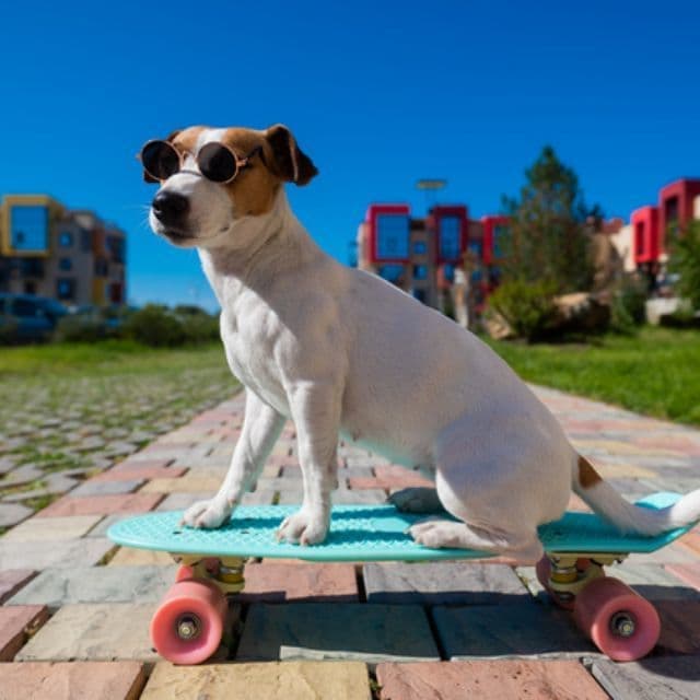 犬とスケボー