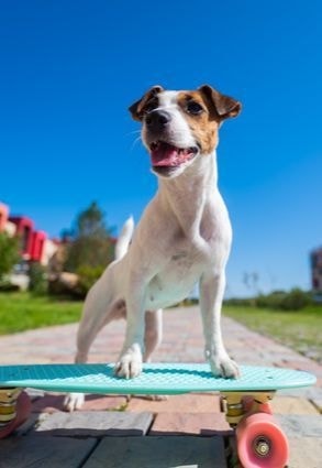 犬とスケボー